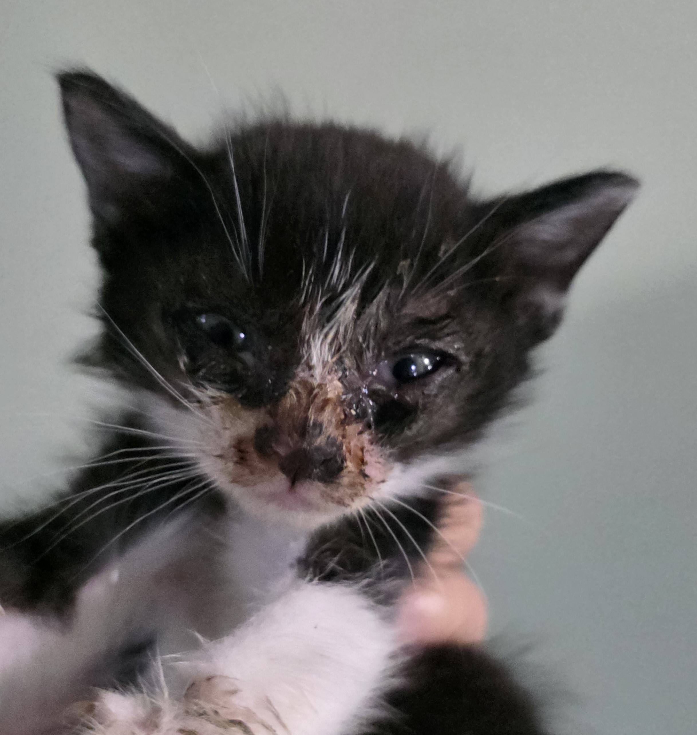 대구유기동물보호협회_427345202500671